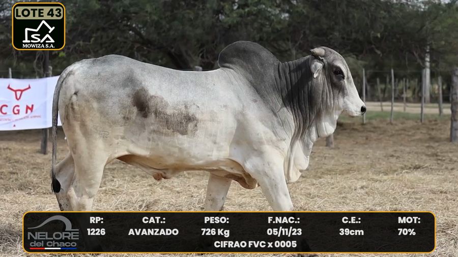 Lote LOTE 43