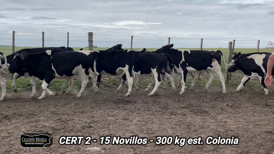 Lote 15 Novillos 1 a 2 años en Miguelete, Colonia