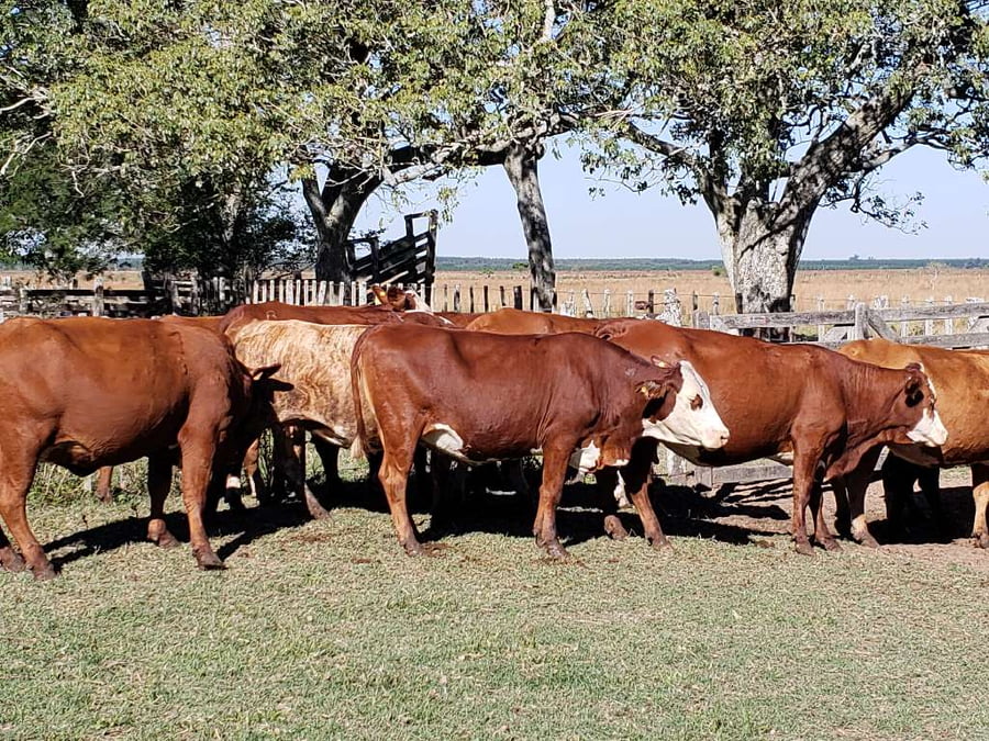 Lote 15 Vacas CUT  en Ituzaingó, Corrientes