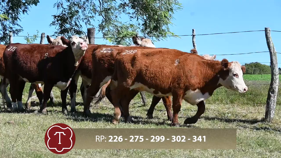 Lote Don Carlos de Thompson - Escritorio Dutra