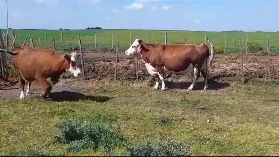 Lote (Vendido)2 Vaquillonas/Vacas Gordas a remate en #37 Pantalla Carmelo 620kg -  en AGRACIADA