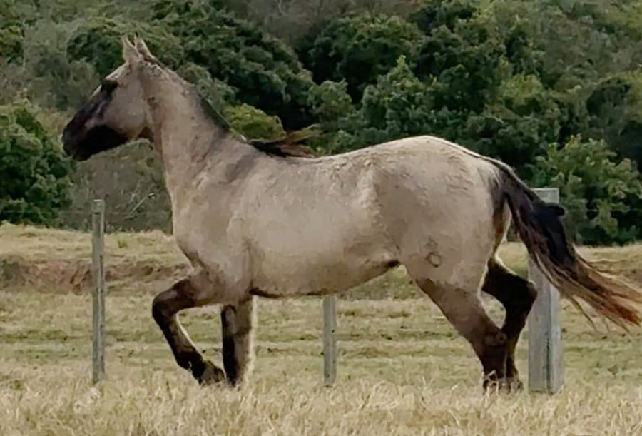 Lote ELVIS EL TACUARAL