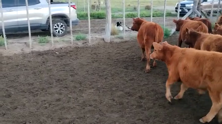 Lote 73 Terneros en Pehuajó, Buenos Aires