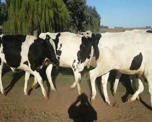 Lote (Vendido)7 Novillitos a remate en Primer Remate Virtual, Córdoba