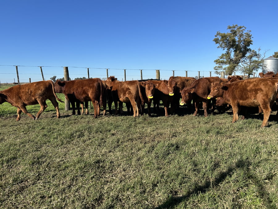 Lote 52 Terneros/as en Buenos Aires, 9 de Julio
