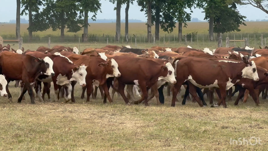 Lote 120 Terneras en Corrientes, Bella Vista
