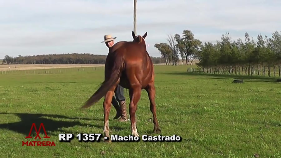 Lote Macho castrado