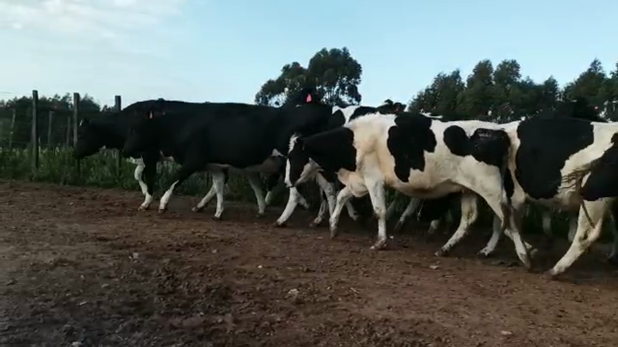 Lote 17 Vaquillonas Vacas Preñadas HOLANDO a remate en 5to remate por pantalla ENTRE MARTILLOS, San José