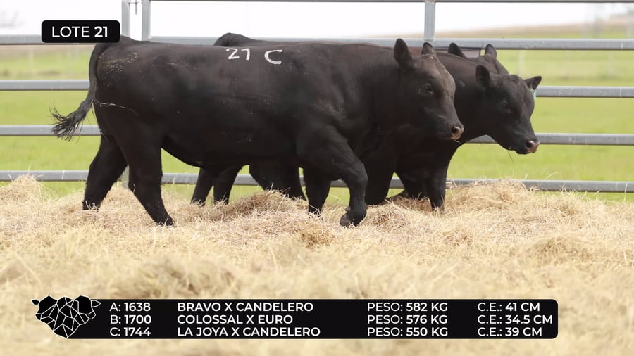 Lote Lote 21