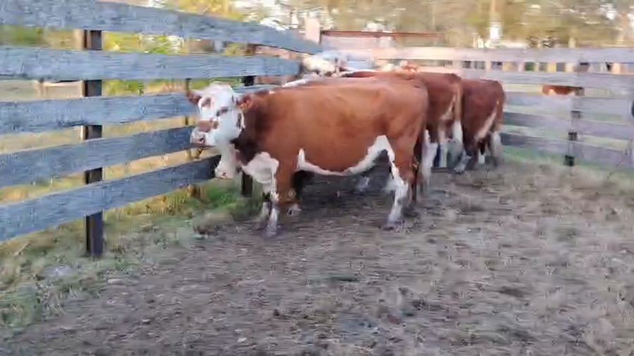 Lote 7 vacas gordas y pulpudas Hereford. De Walter Stoletniy.