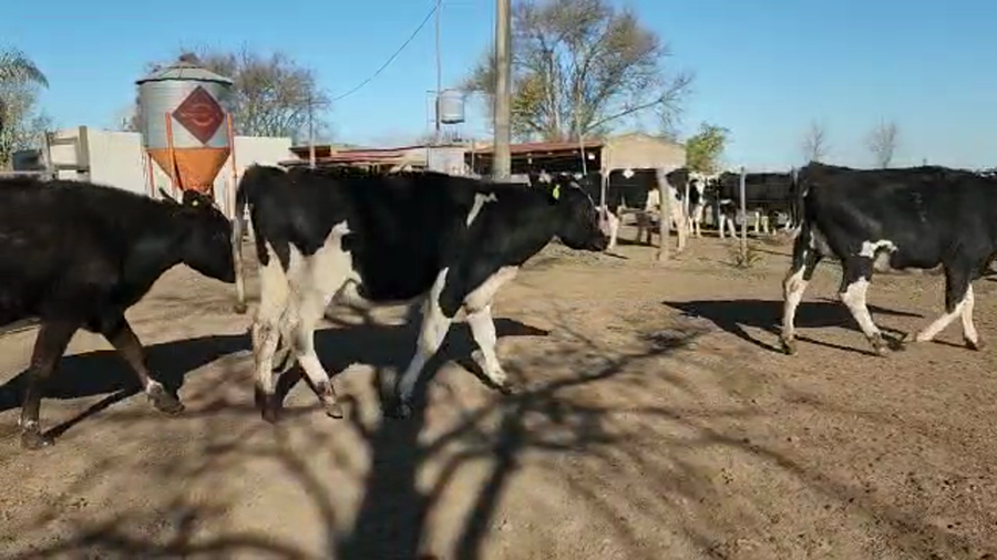 Lote Est. Don Osvaldo - Vaq. Preñadas