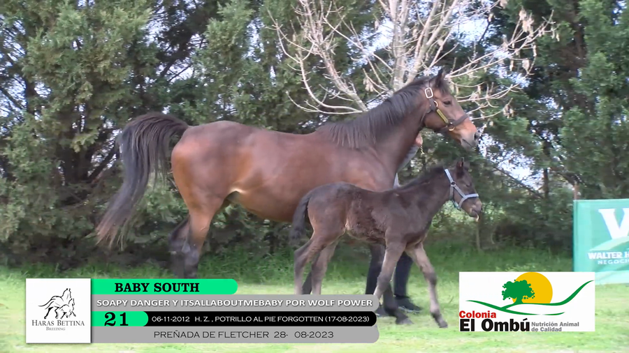 Lote BABY SOUTH