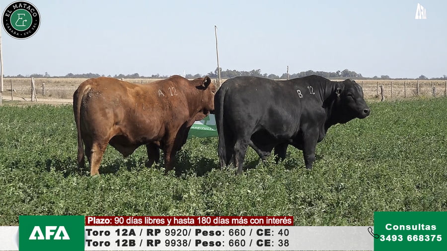 Lote """EL MATACO"" Toros"