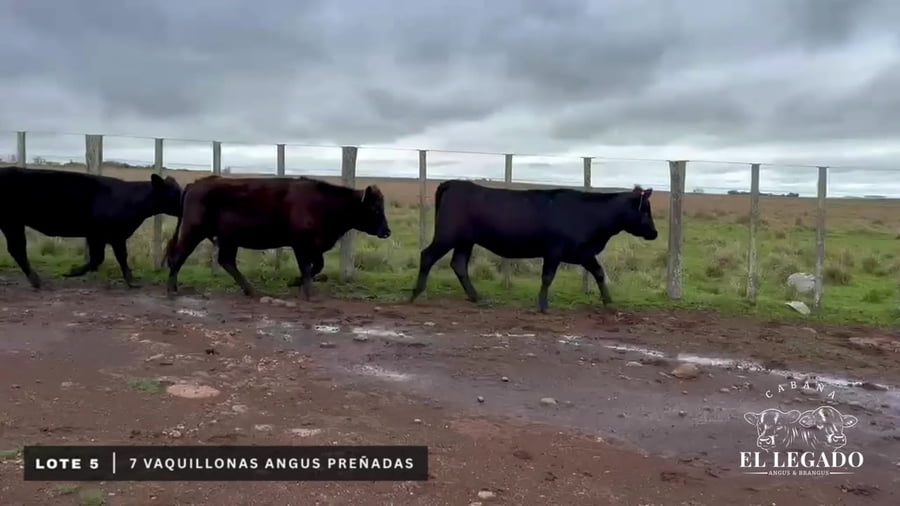Lote Vaquillonas Angus preñadas