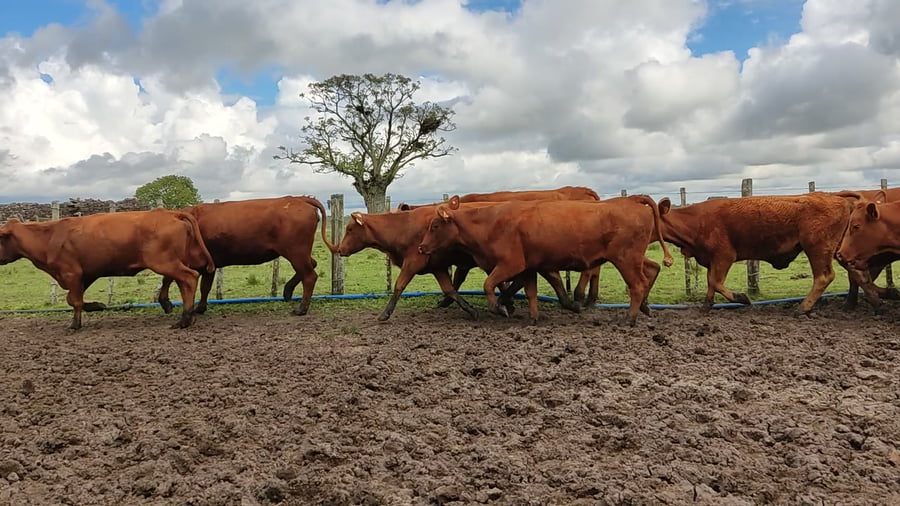 Lote Vacas PO y seleccionadas sin servicio vacías