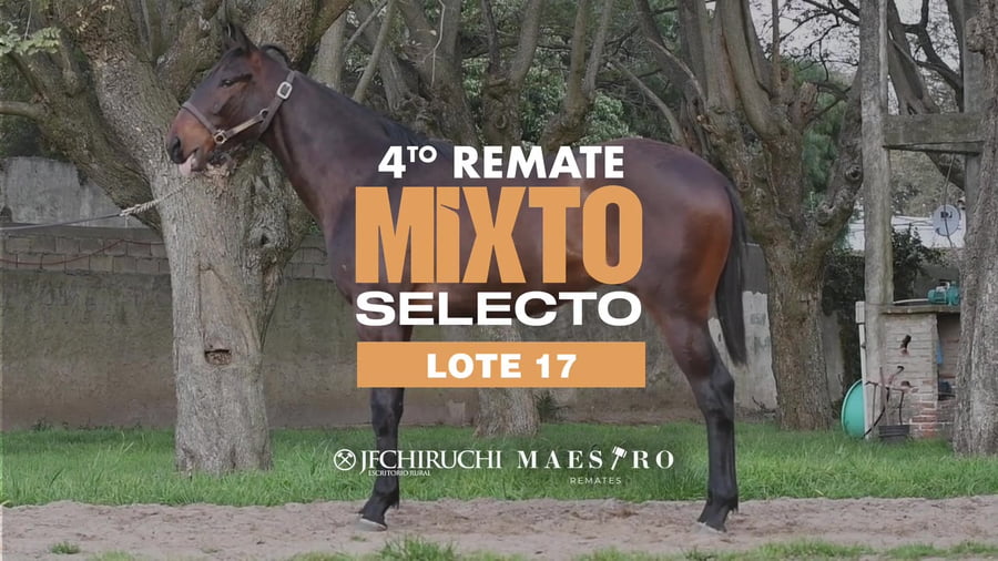 Lote BLACK REAL