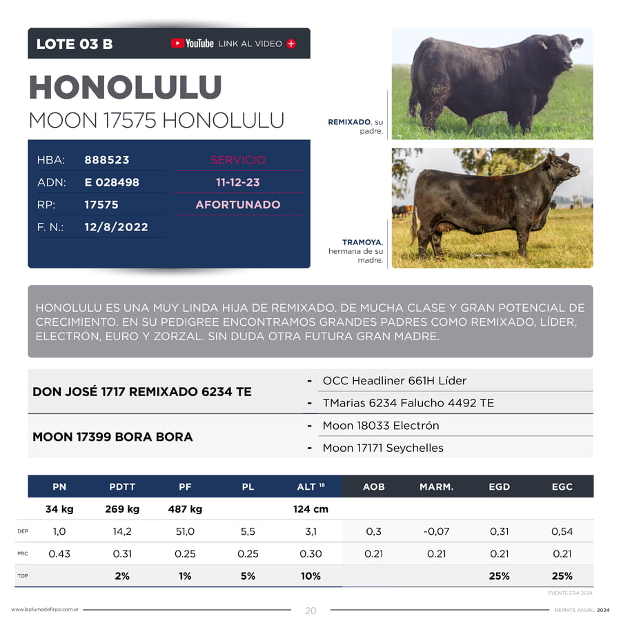 Lote VAQUILLONAS ELITE