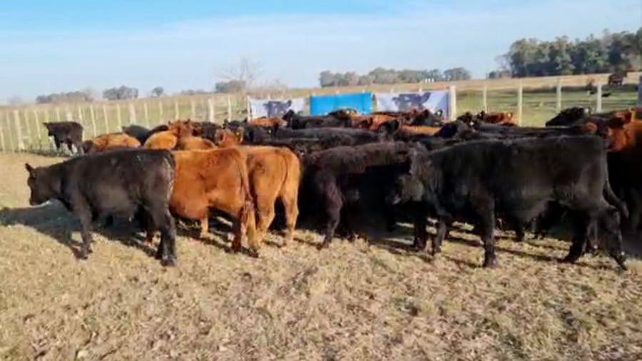 Lote 130 Terneros en Chascomús, Buenos Aires
