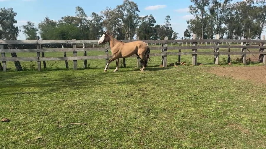 Lote Macho gatiado cara blanca manso