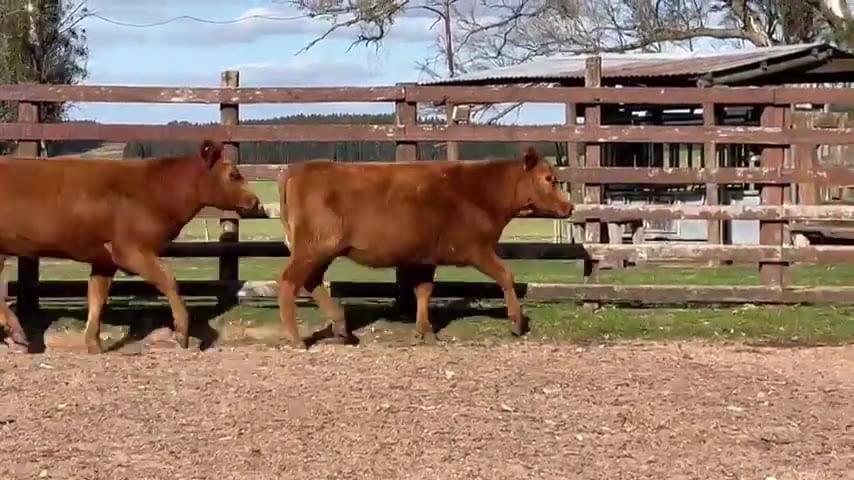 Lote 7 Vaquillonas  a remate en Toros Para Vaquillonas, Durazno