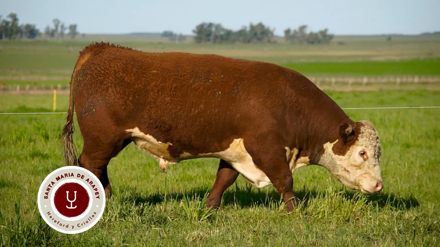 Lote TOROS SANTA MARIA DE ARAPEY
