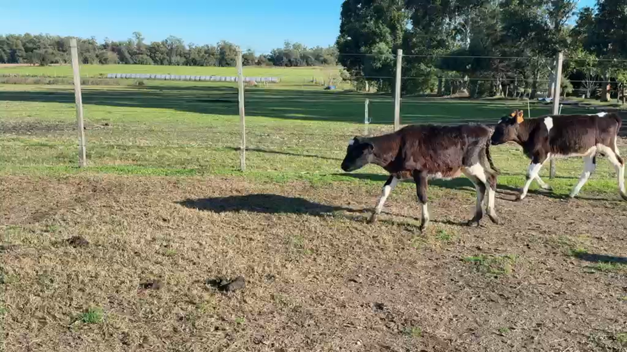 Lote TERNERAS