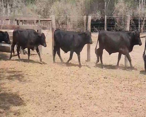 Lote 70 Novillitos en Quimilí, Santiago del Estero