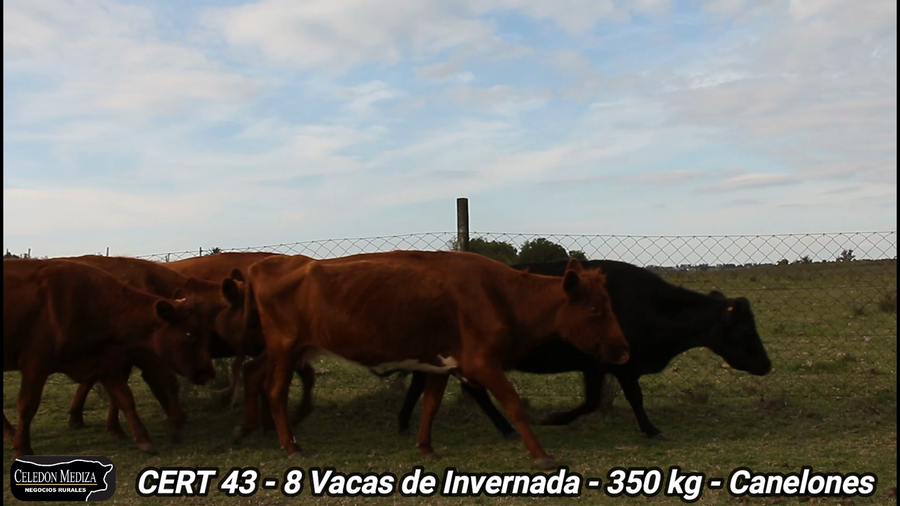 Lote 8 Vacas de Invernada en Canelones
