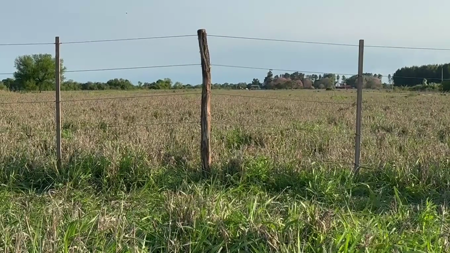 Lote 10 Terneras en Corrientes, Goya