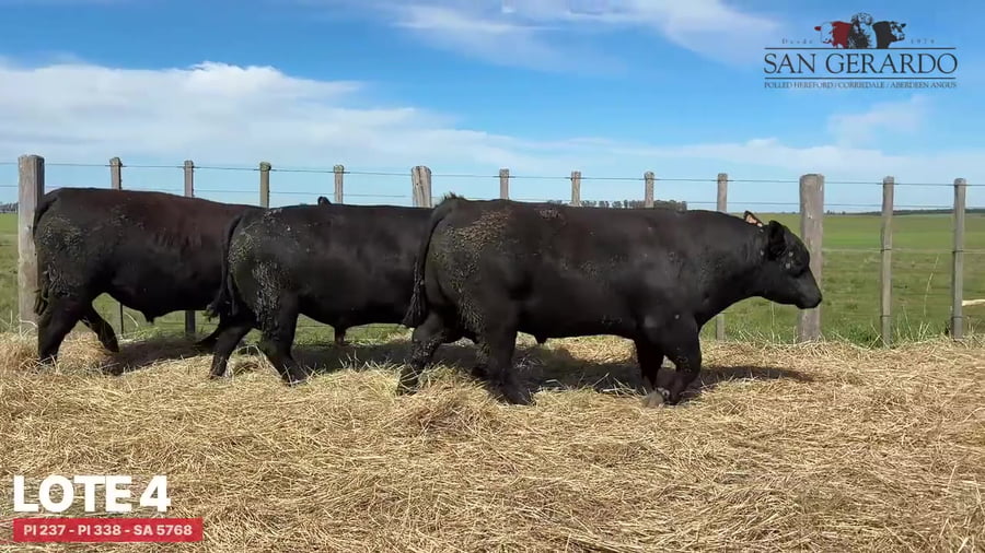 Lote Toros Aberdeen Angus