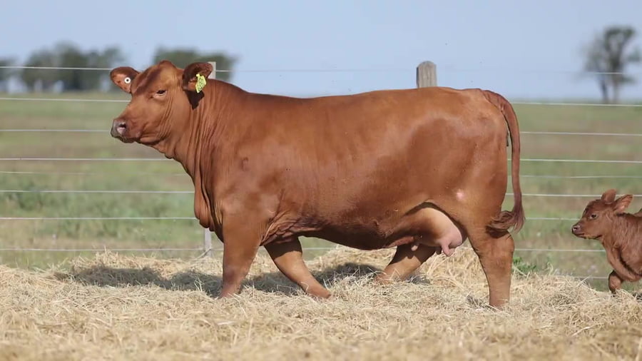Lote Vaquillonas Brangus PREMIUN - Parida - Cabaña El sapucay