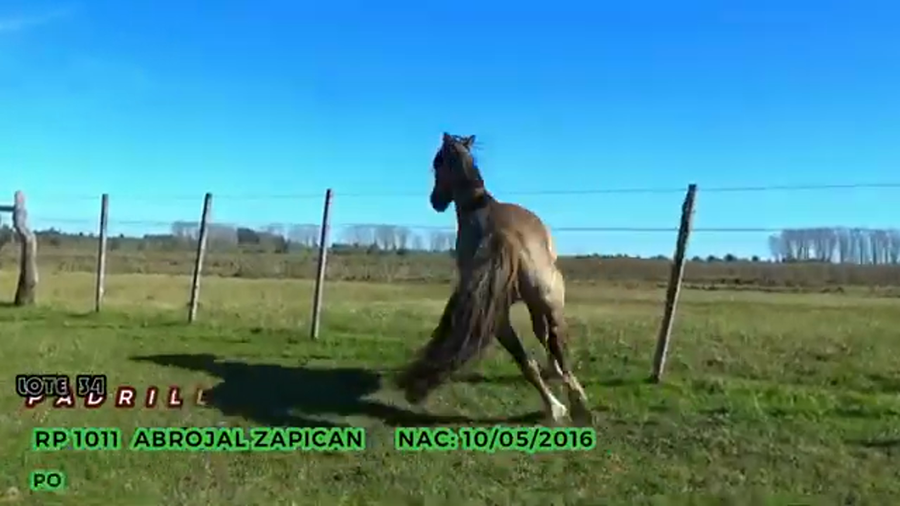 Lote Abrojal Zapican