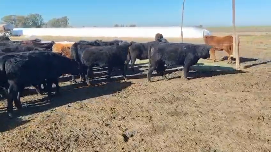 Lote 153 Terneros en Entre Ríos, Gualeguaychú