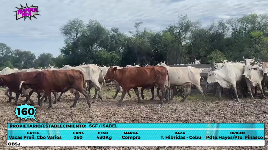 Lote LOTE 160
