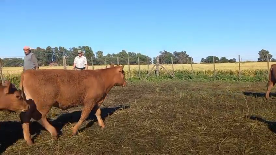 Lote 30 Terneras en Pehuajo