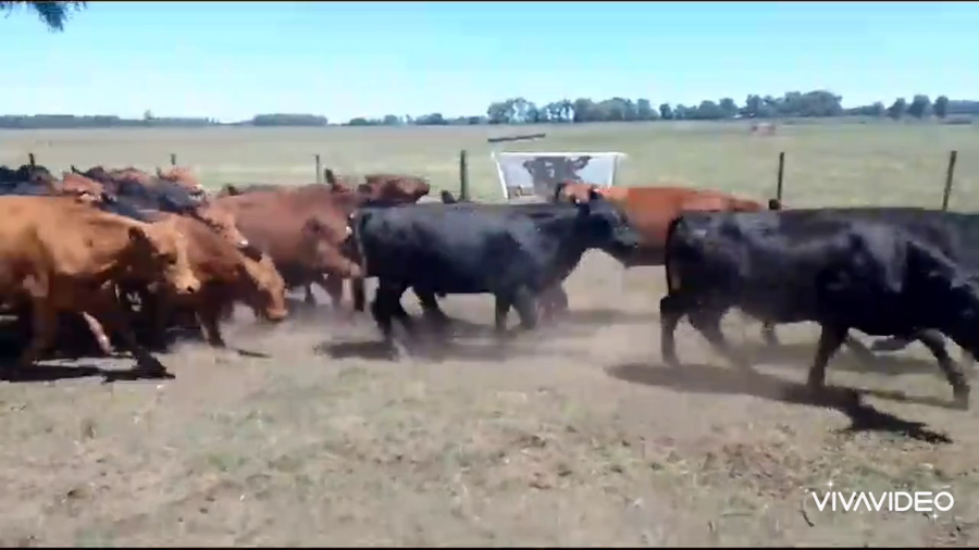 Lote 200 Novillitos