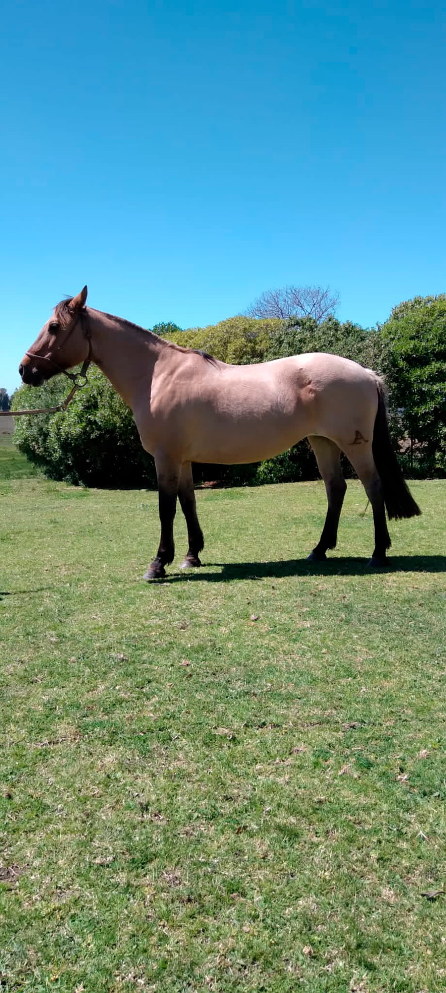 Lote Berachi Pasión (RP 277) - Cabaña "Berachi"