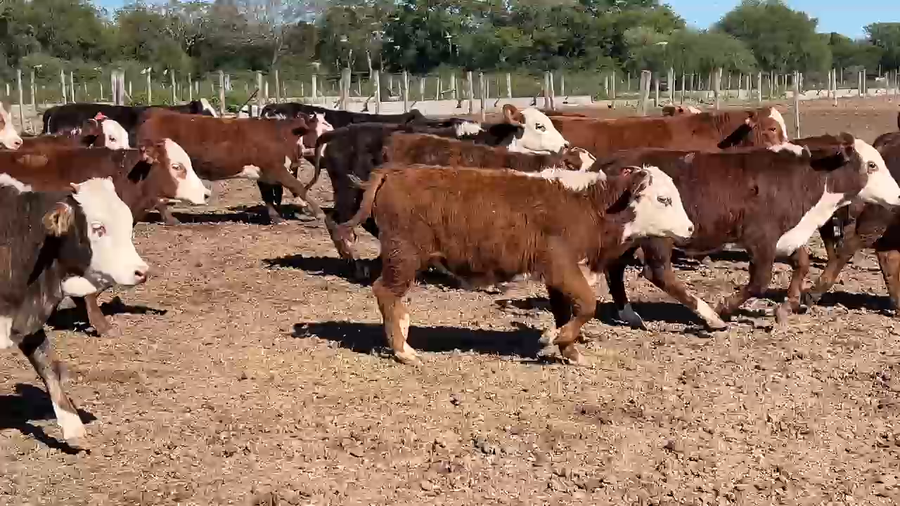 Lote 104 Terneros/as
