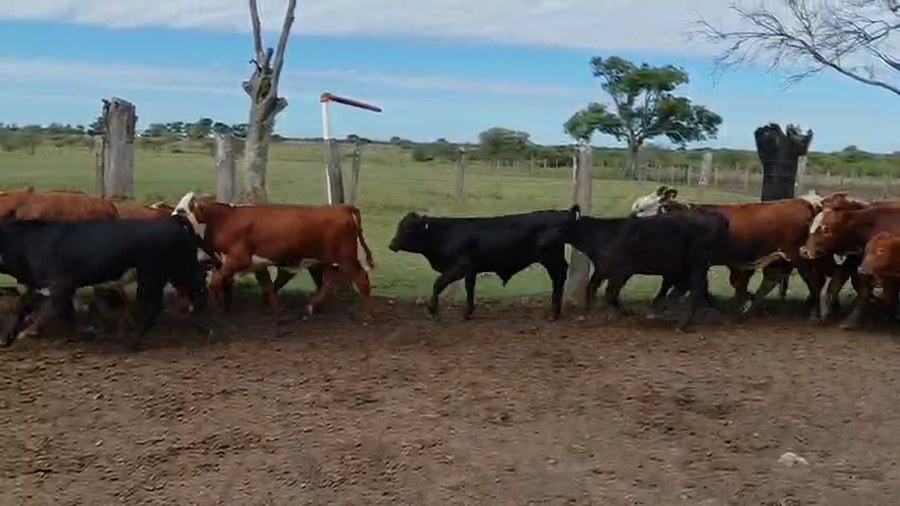Lote 55 Terneros/as en Corrientes, Curuzu Cuatia