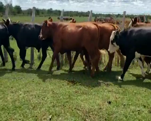 Lote 32 Novillos en Villaguay, Entre Ríos