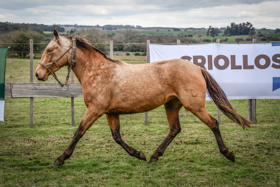 Lote GUITARRERA MOLLES