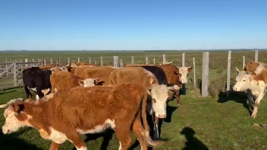 Lote Vacas de invernada