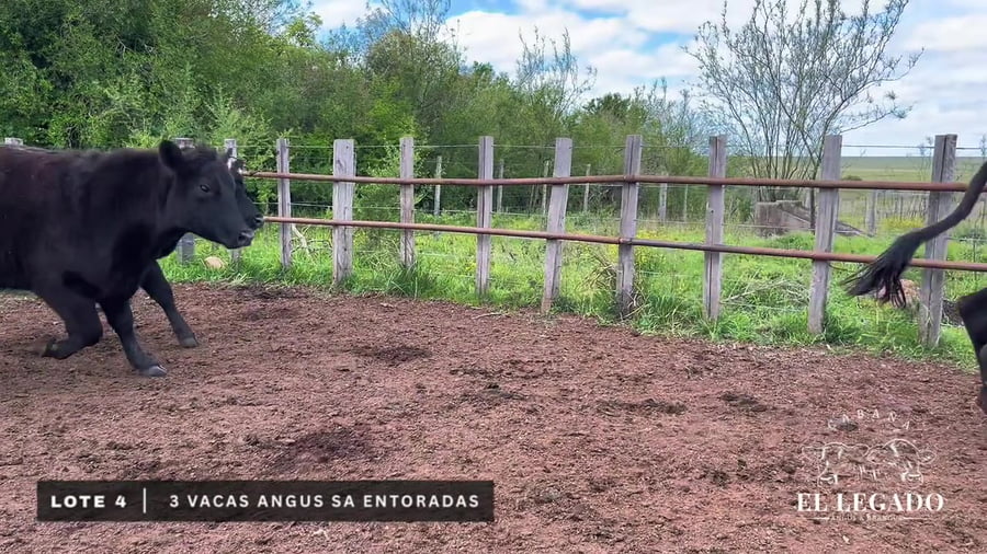Lote Vacas Angus SA entoradas