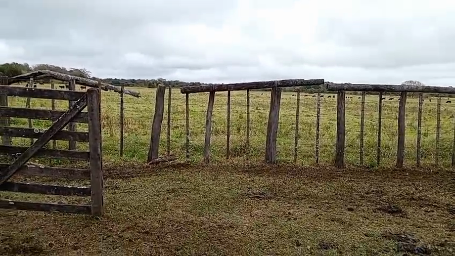 Lote 120 Terneros/as