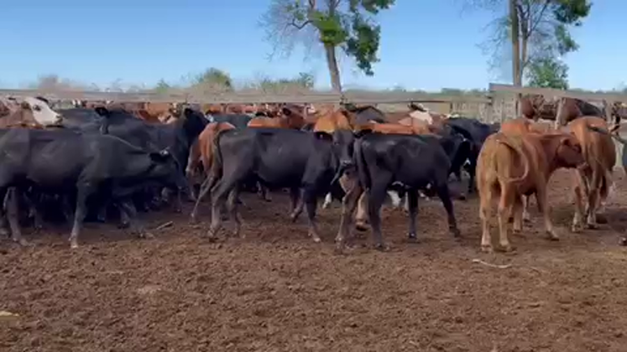 Lote 75 Novillitos en Pirané, Formosa