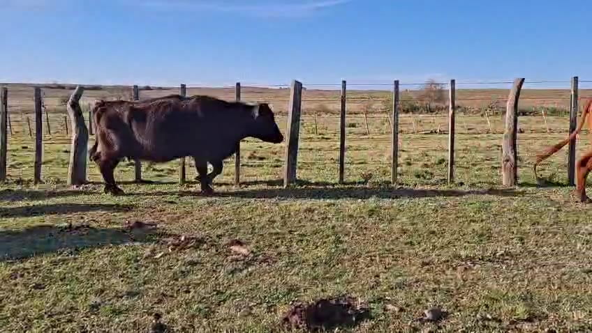 Lote VACAS PREÑADAS