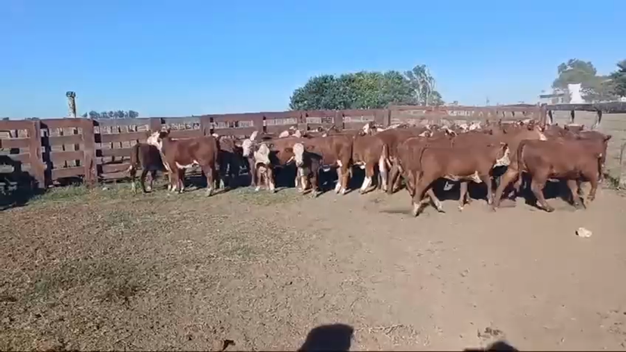 Lote 68 Terneros/as