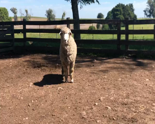 Lote 1 Borregos en Cerro Largo, Cerro Largo