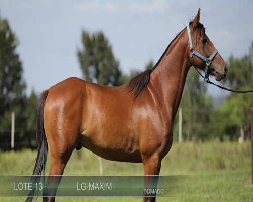 Lote LG MAXIM