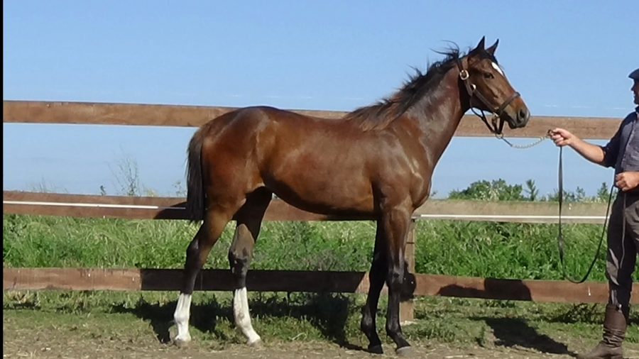 Lote SEX ONTHE BEACH